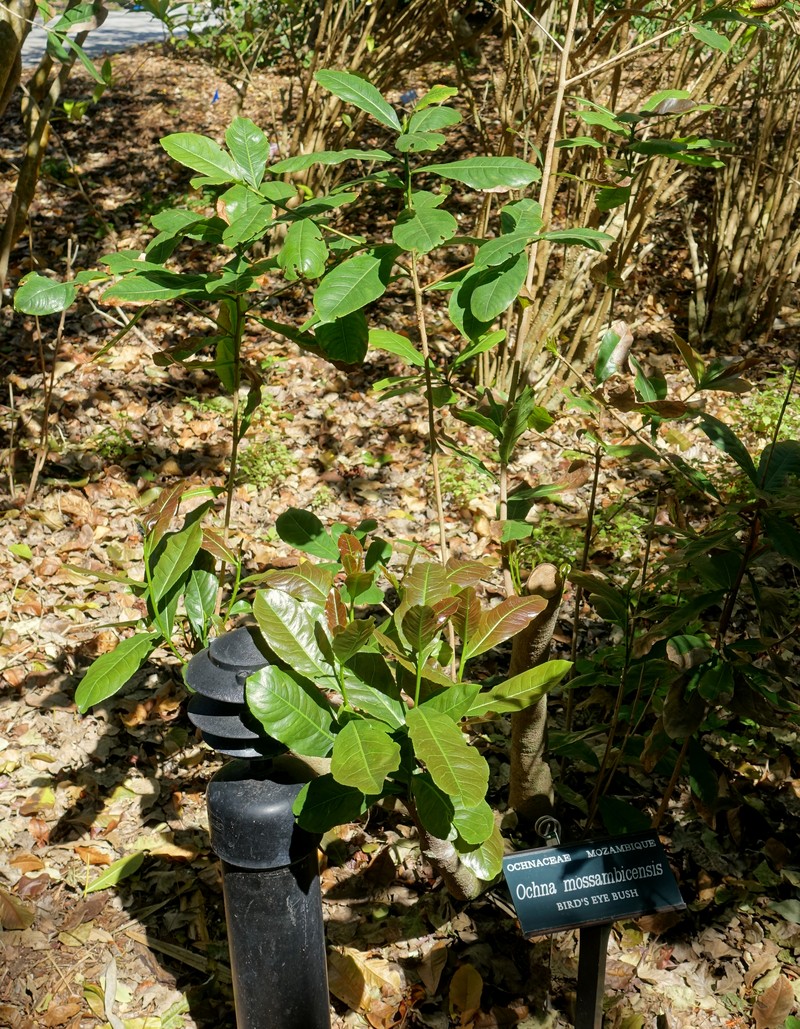 African Bird's-Eye Bush photo 3