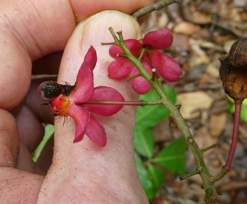 Ochna multiflora photo 2