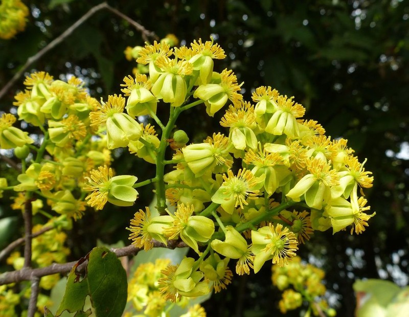 Ochna multiflora photo 3