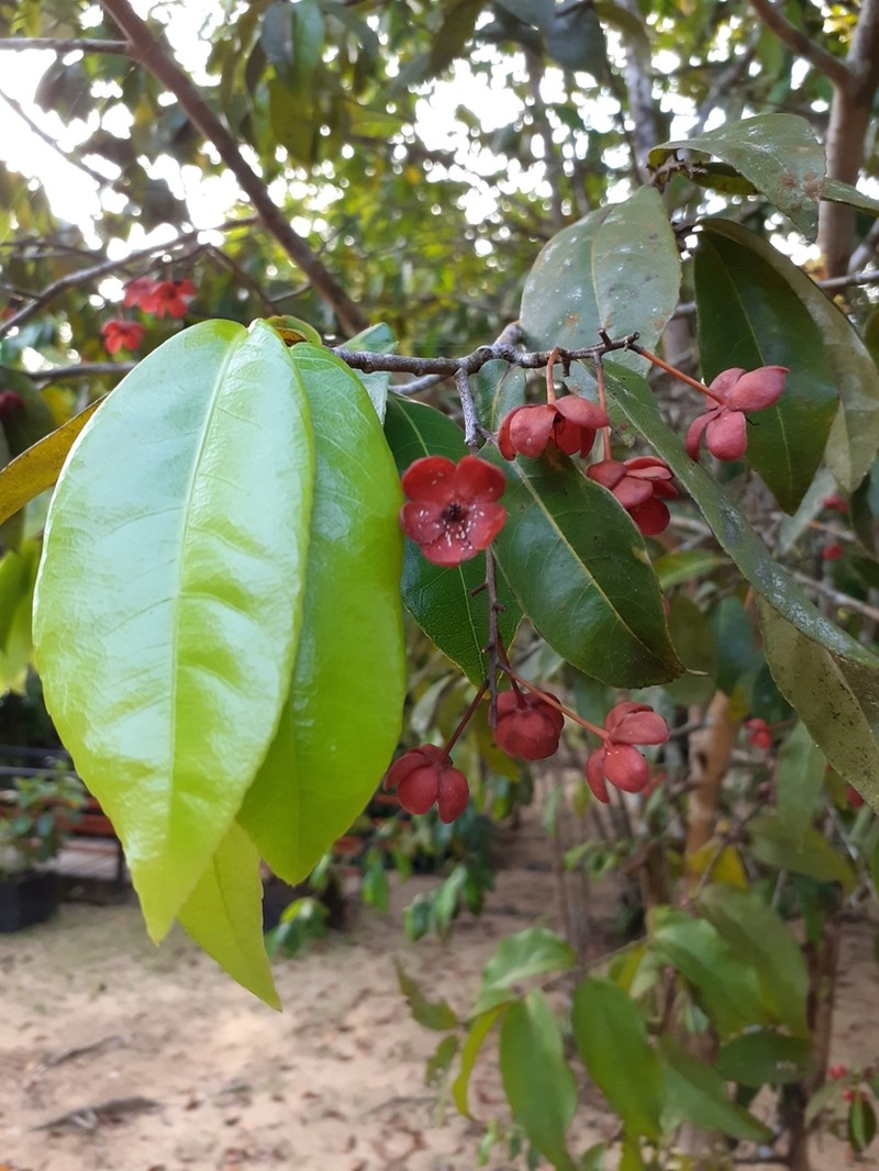 Ochna multiflora photo 4