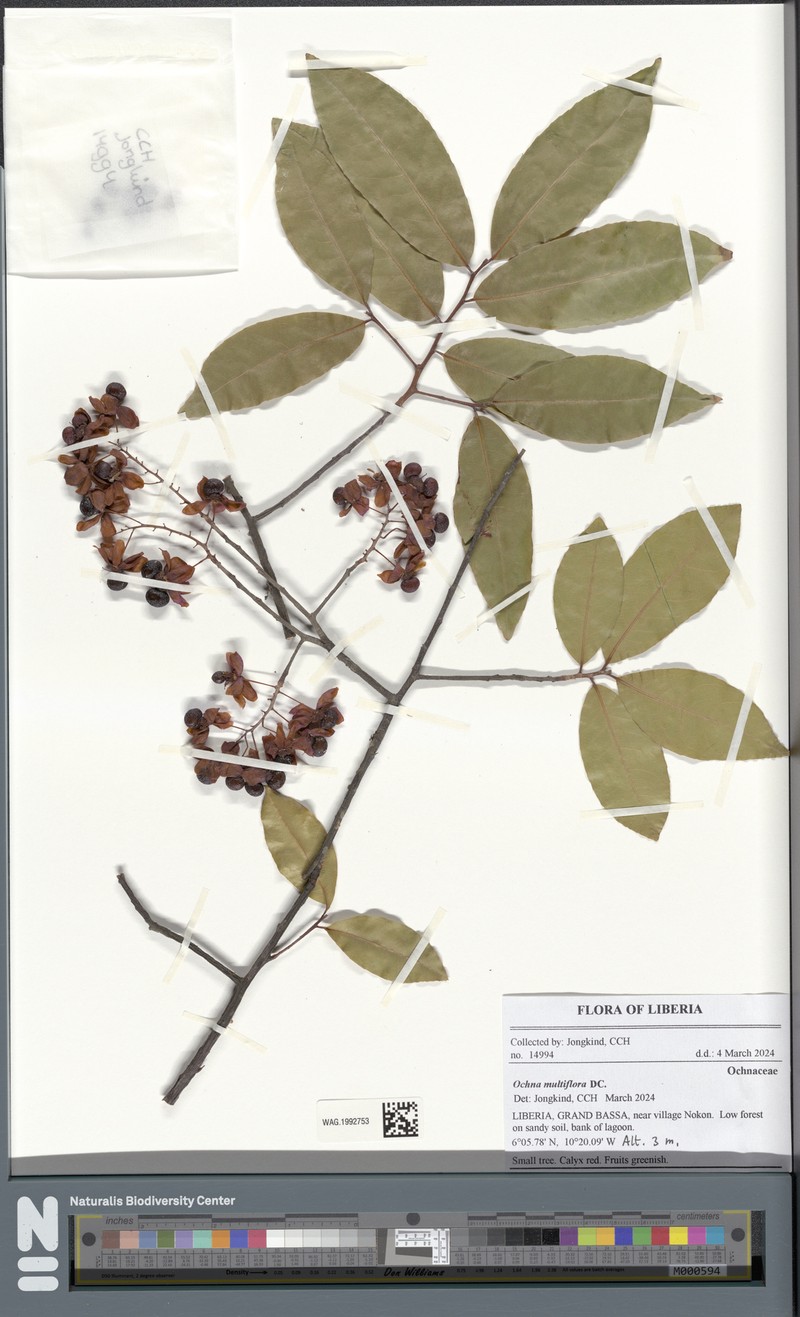 Ochna multiflora photo 6