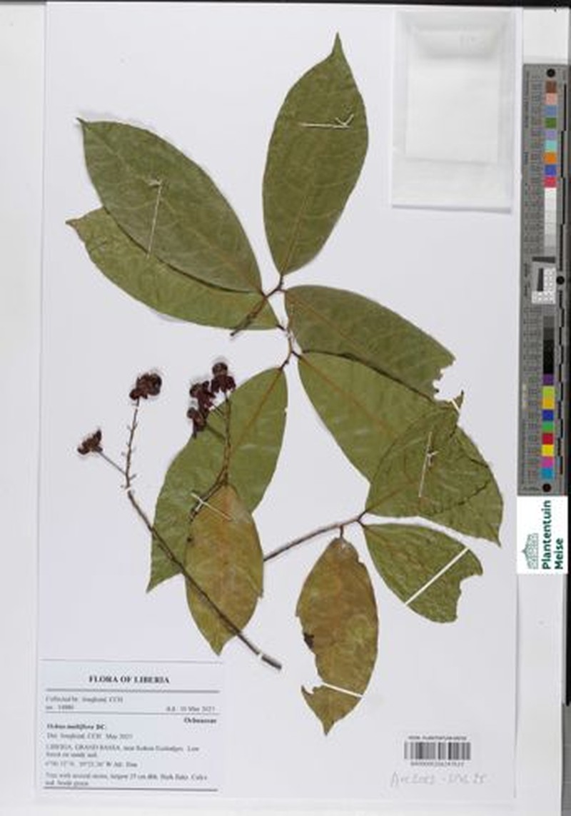 Ochna multiflora photo 8