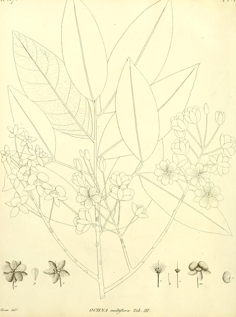 Ochna multiflora