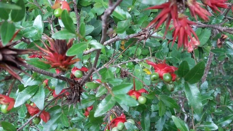 Ochna natalitia