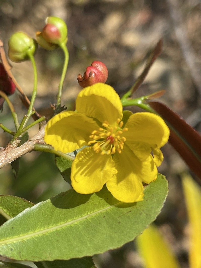 Ochna natalitia photo 2