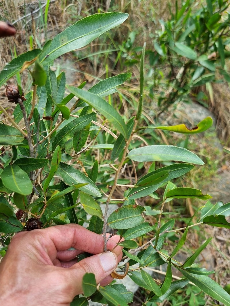 Ochna natalitia photo 3