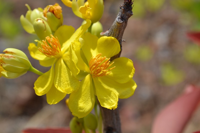 Ochna obtusata