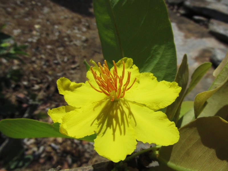 Ochna obtusata photo 2