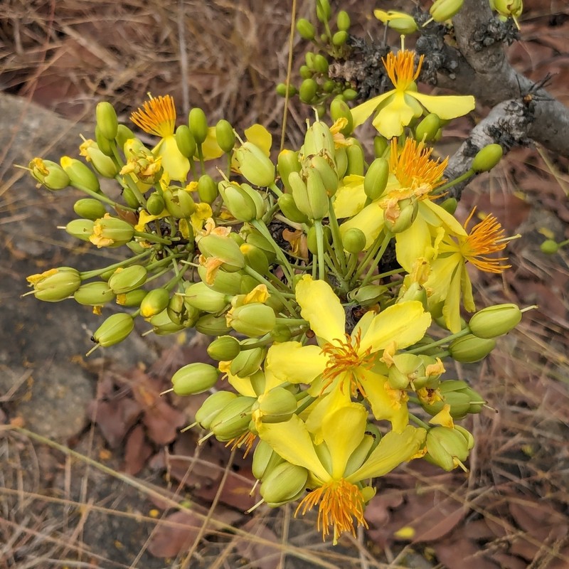 Ochna obtusata photo 3