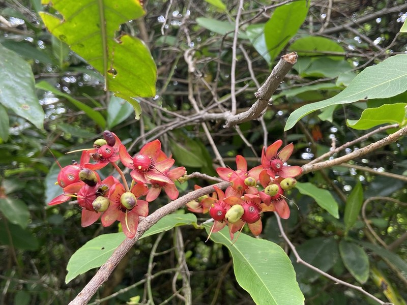 Ochna obtusata photo 5