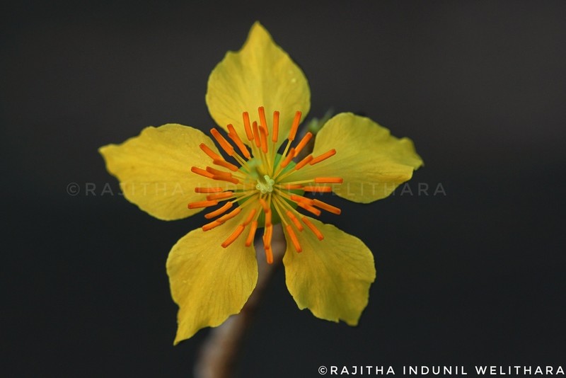 Ochna obtusata photo 6