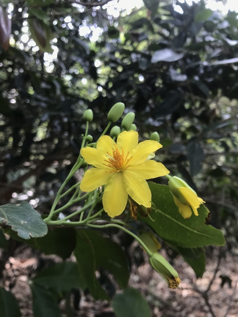 Ochna obtusata photo 7