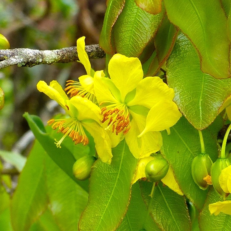 Ochna ovata