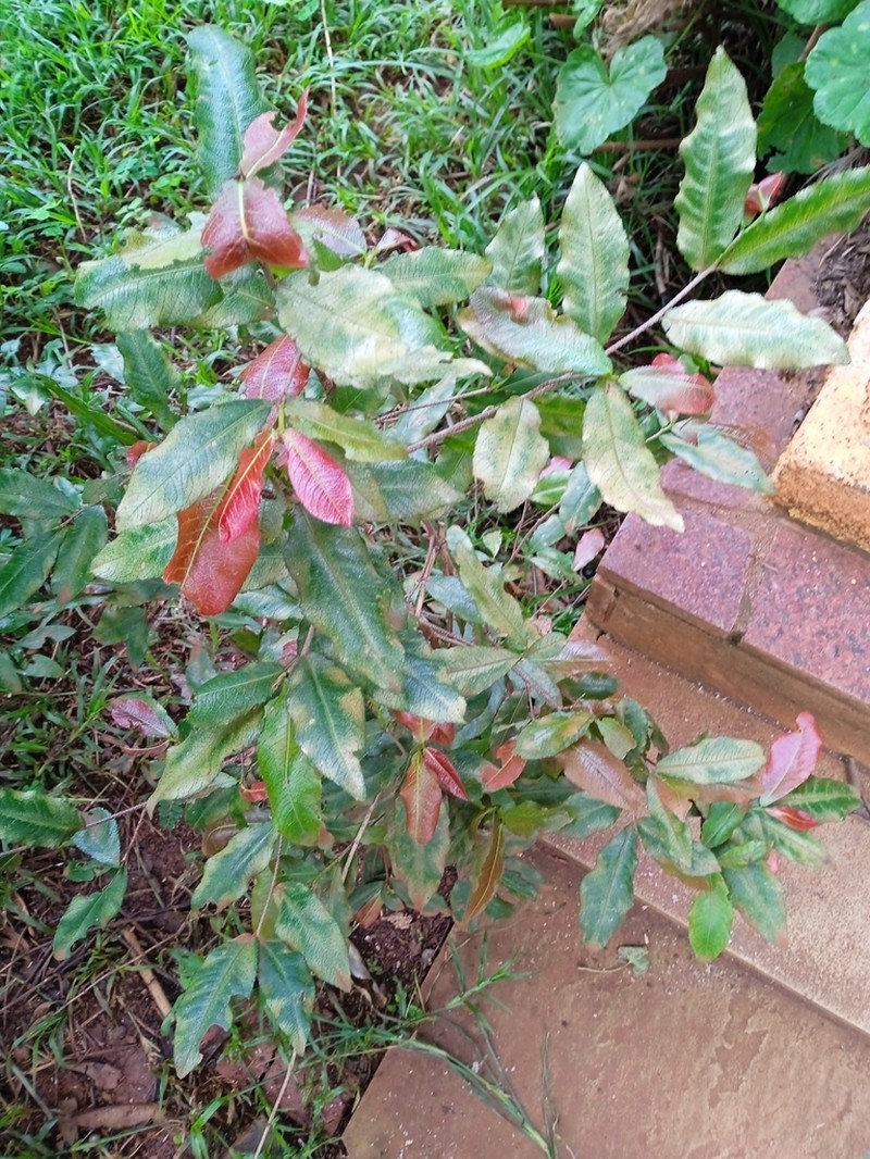 Ochna ovata photo 2