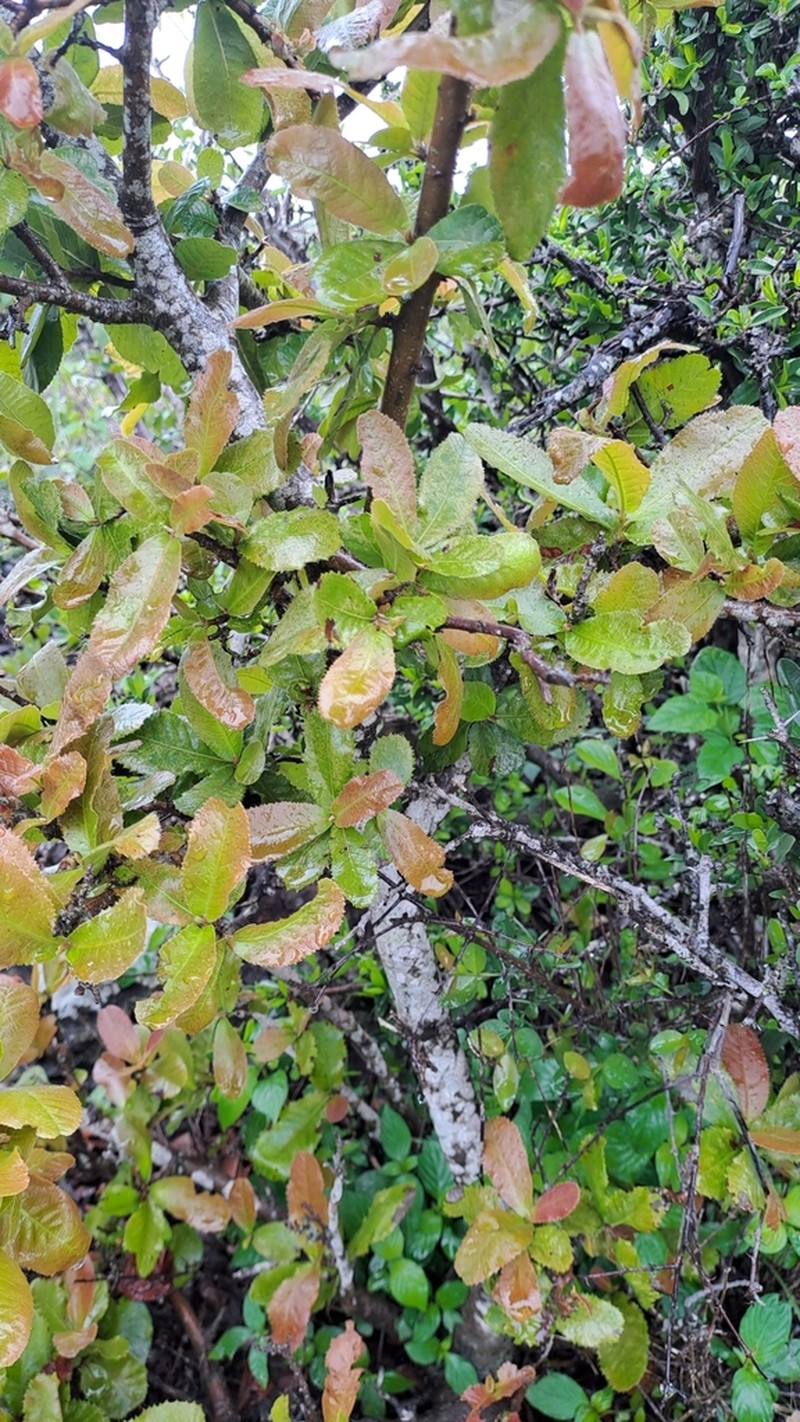 Ochna ovata photo 3