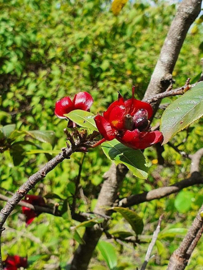 Ochna ovata photo 4