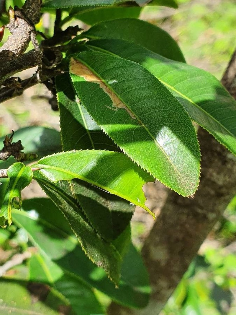 Ochna ovata photo 5