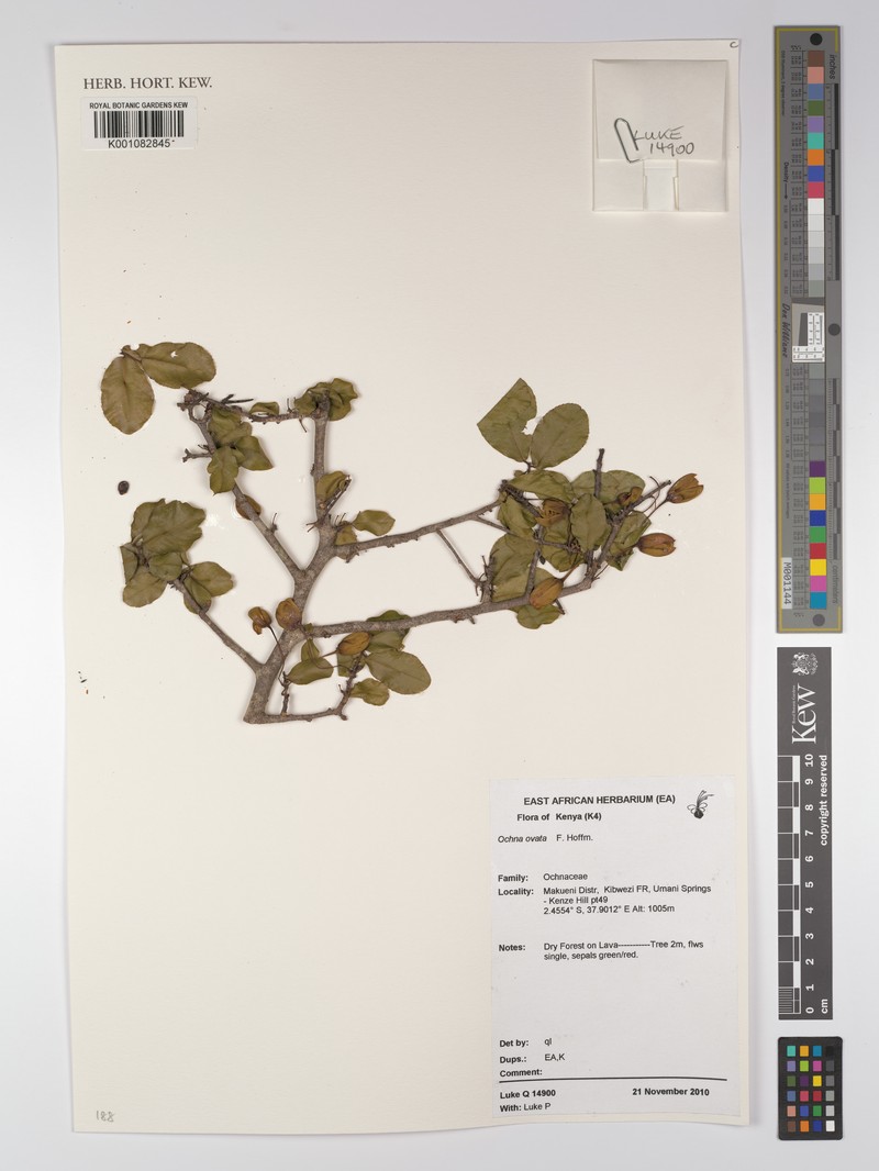 Ochna ovata photo 6