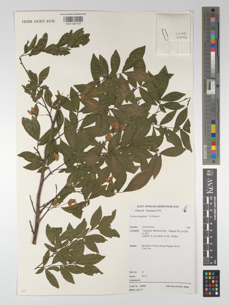 Ochna oxyphylla