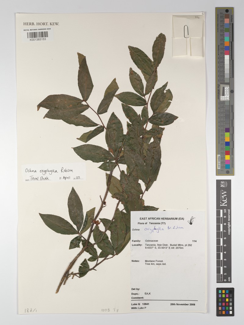Ochna oxyphylla photo 2