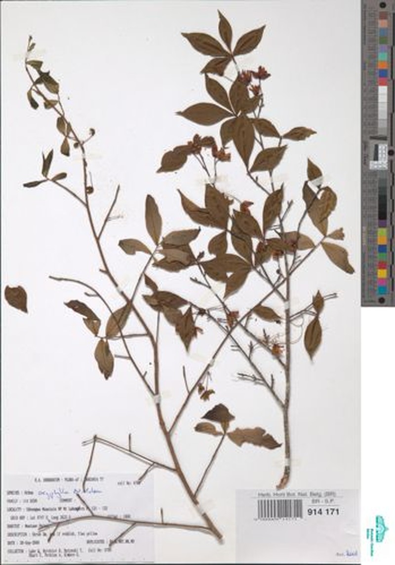 Ochna oxyphylla photo 3