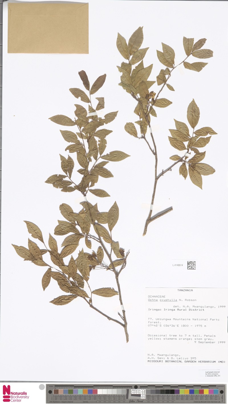 Ochna oxyphylla photo 4