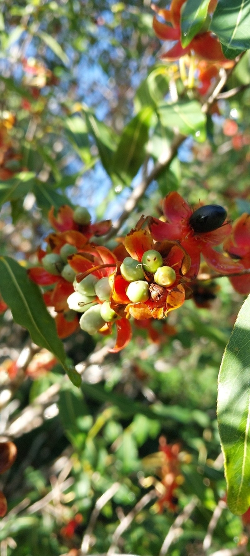 Ochna pervilleana