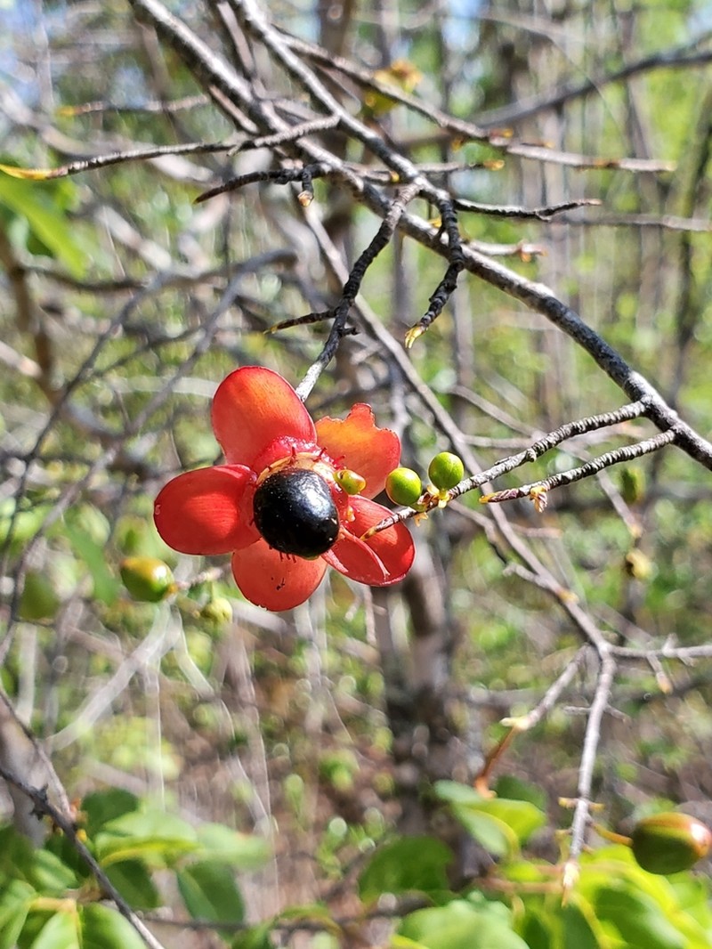 Ochna pervilleana photo 2