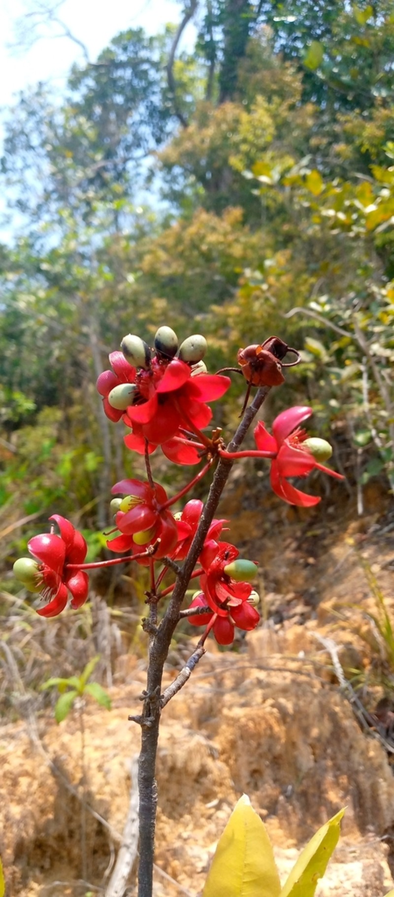 Ochna pervilleana photo 3