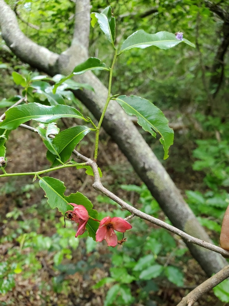 Ochna pervilleana photo 4