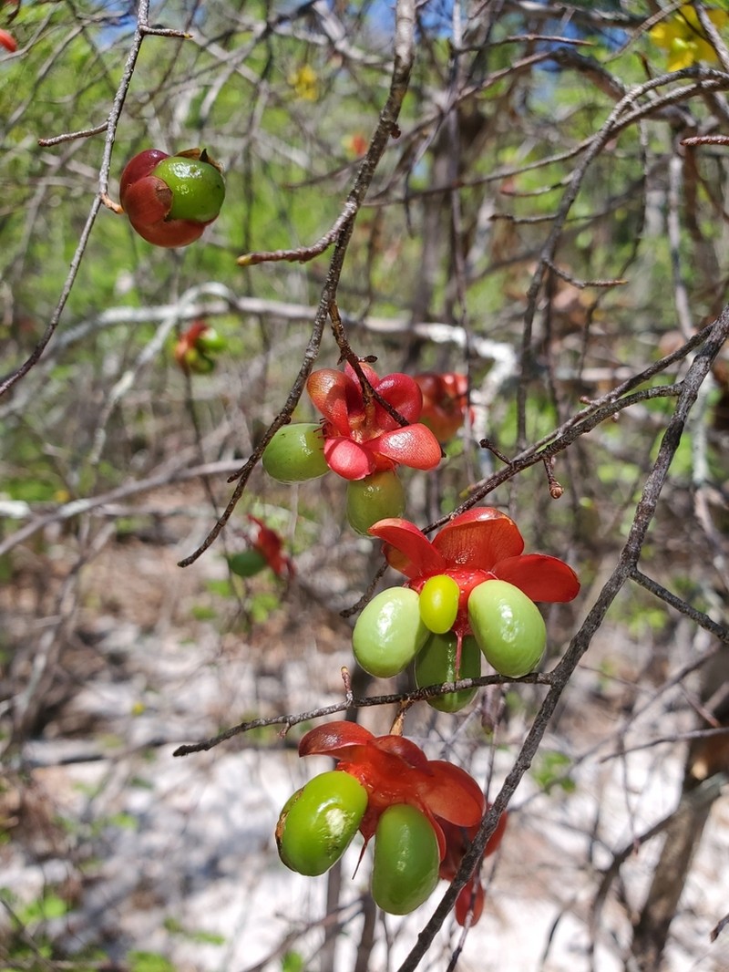 Ochna pervilleana photo 5