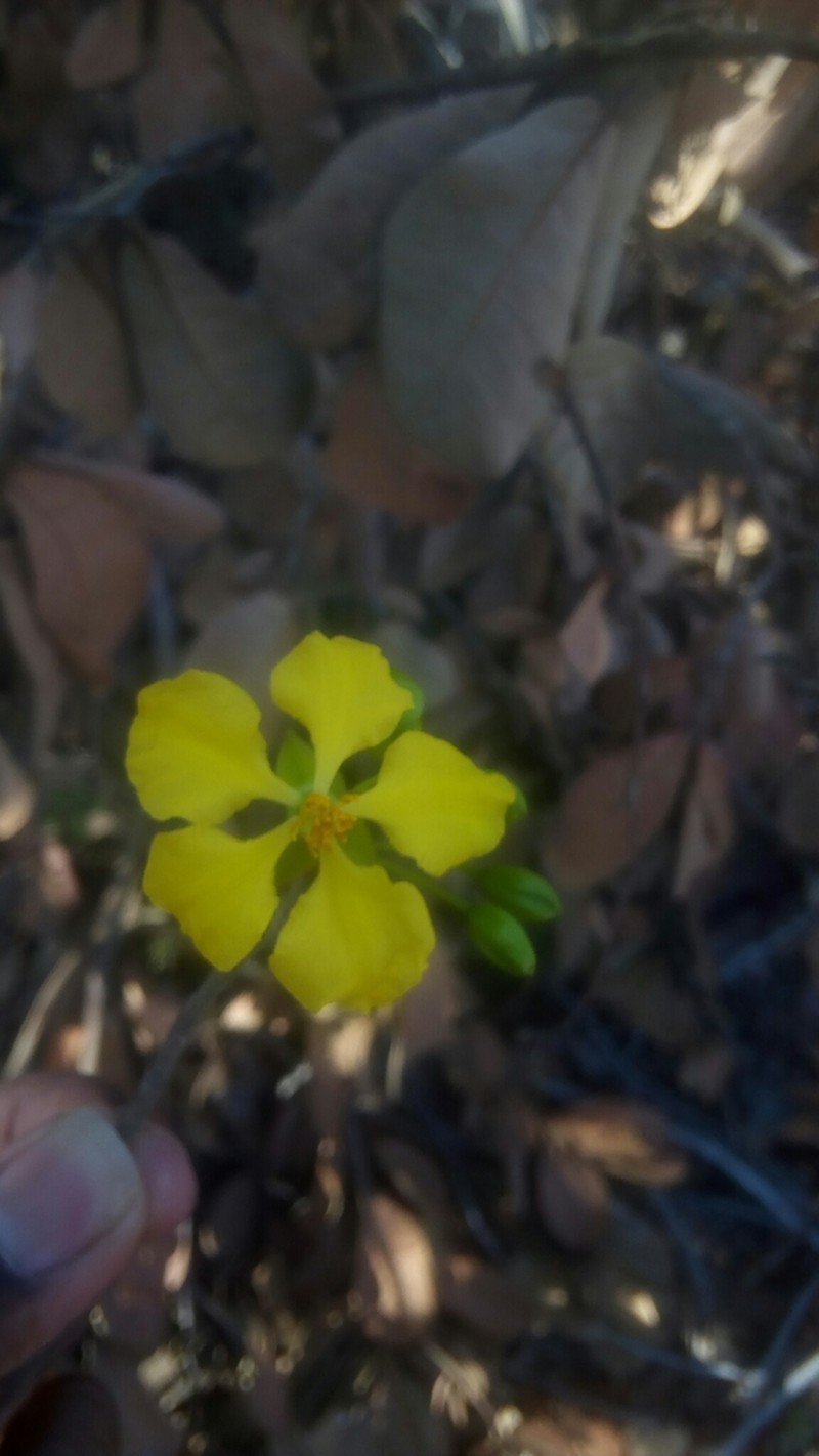 Ochna pervilleana photo 6