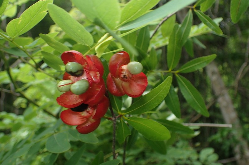 Ochna pervilleana photo 7