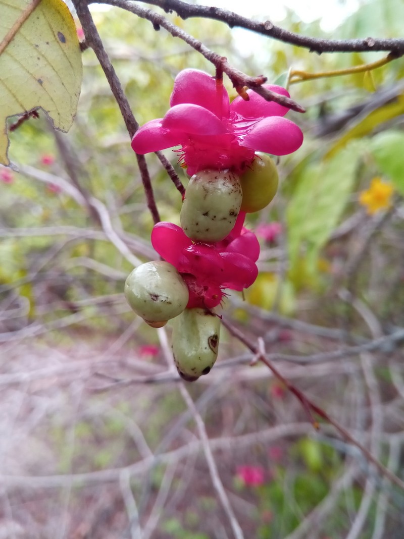 Ochna pervilleana photo 8