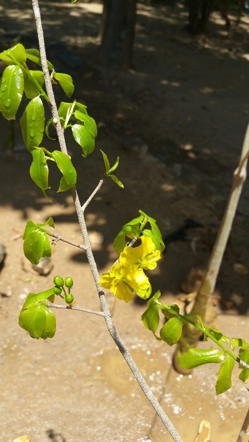 Ochna polycarpa