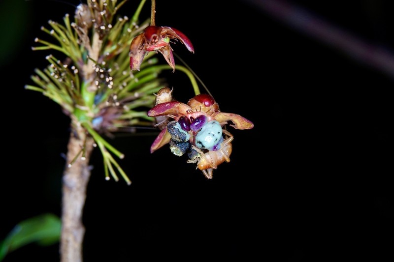 Ochna polyneura