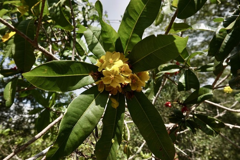 Ochna polyneura photo 3