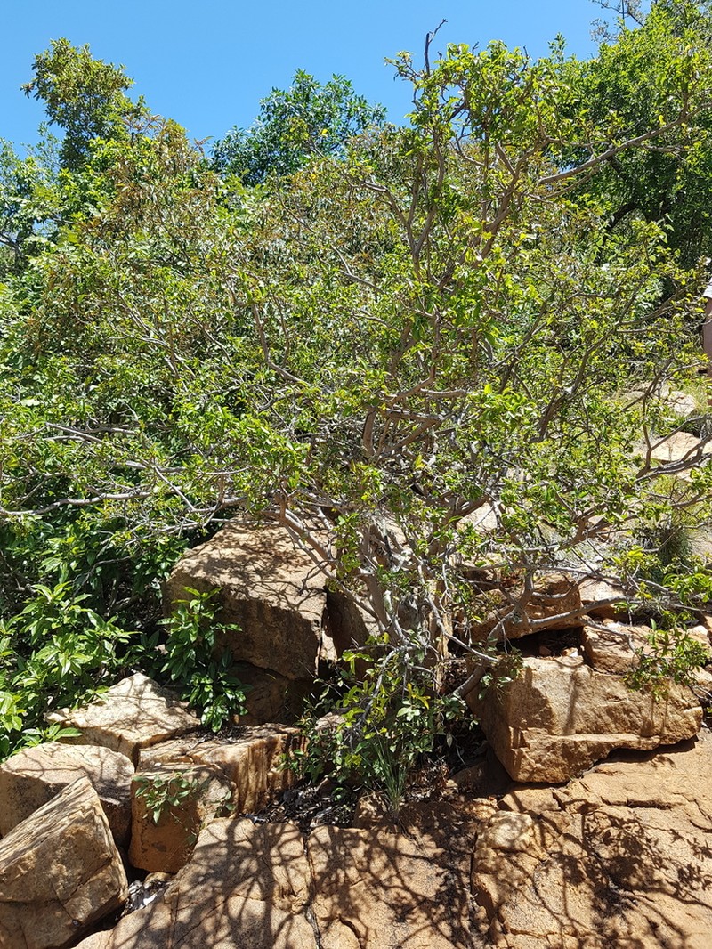 Ochna pretoriensis