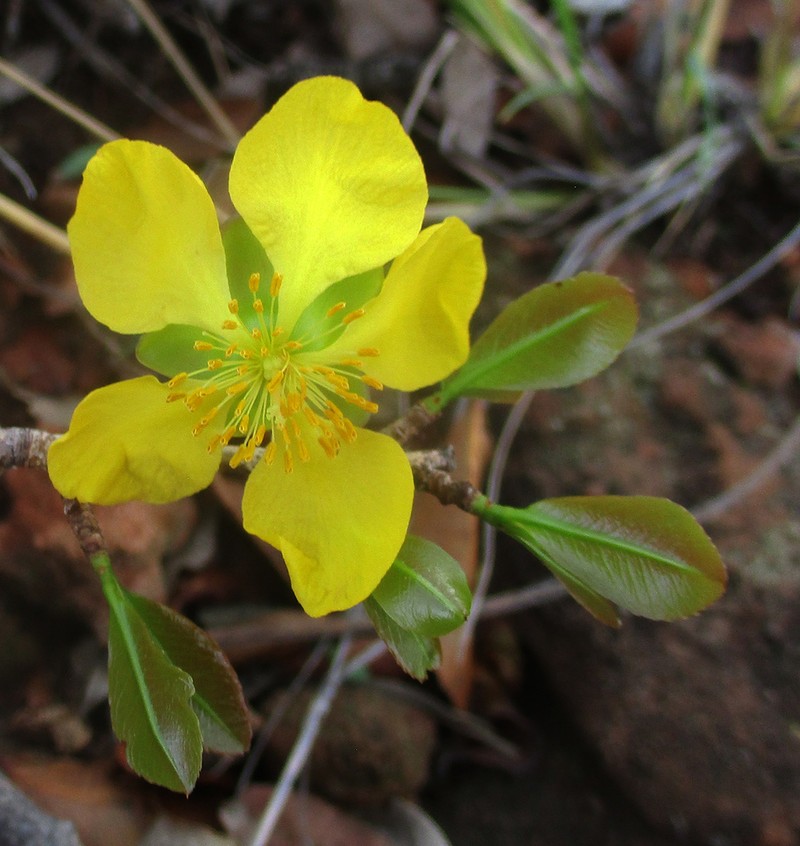Ochna pretoriensis photo 2