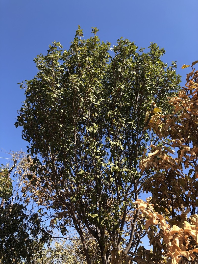 Ochna pretoriensis photo 3