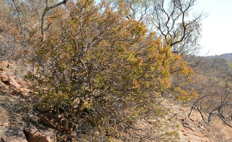 Ochna pretoriensis photo 4
