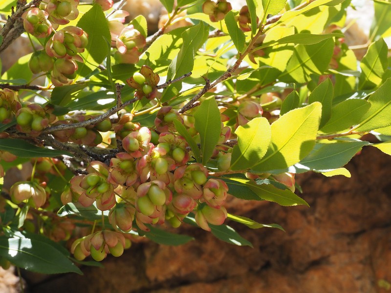 Ochna pretoriensis photo 5