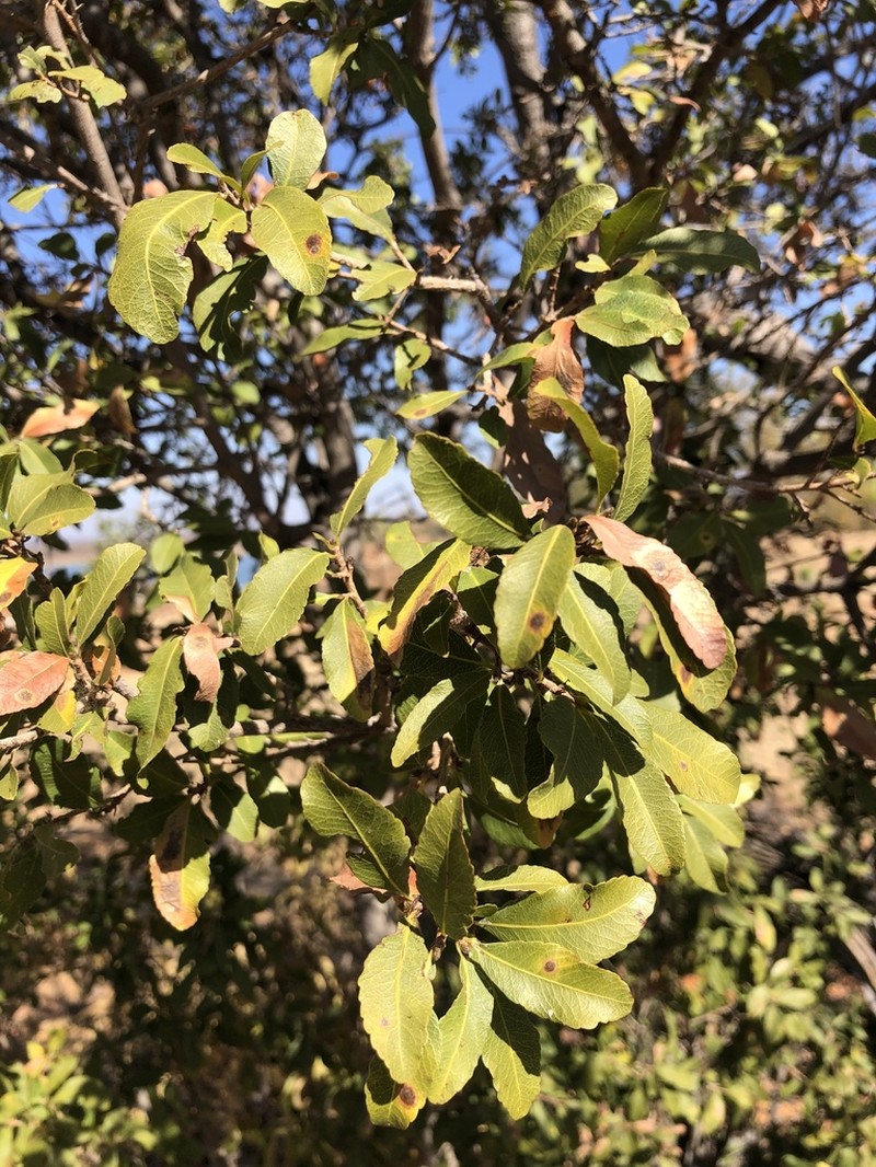 Ochna pretoriensis photo 6