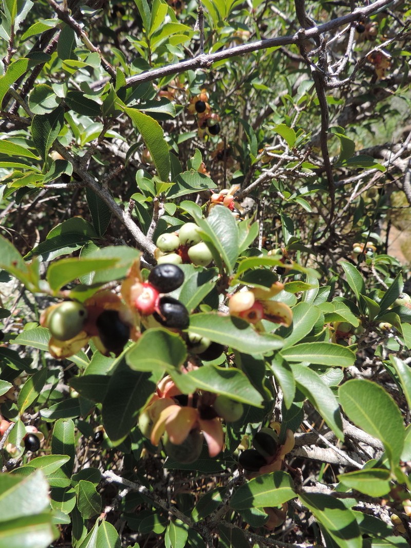 Ochna pretoriensis photo 7