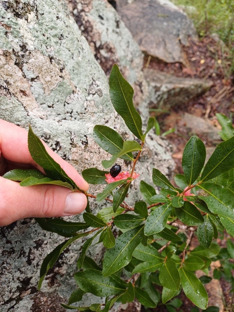 Ochna pretoriensis photo 8