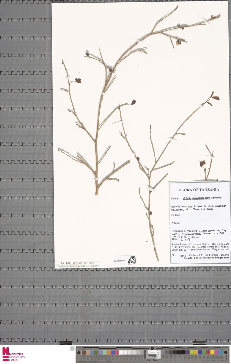Ochna pseudoprocera
