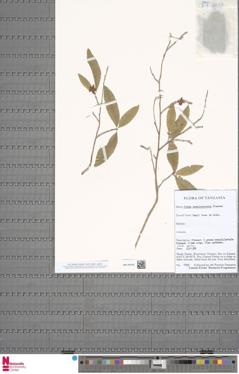 Ochna pseudoprocera photo 2
