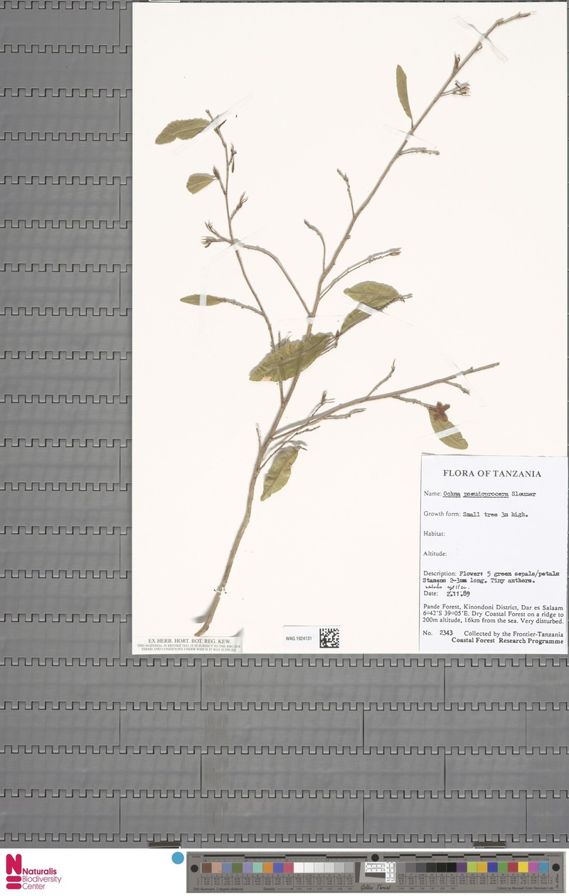 Ochna pseudoprocera photo 3