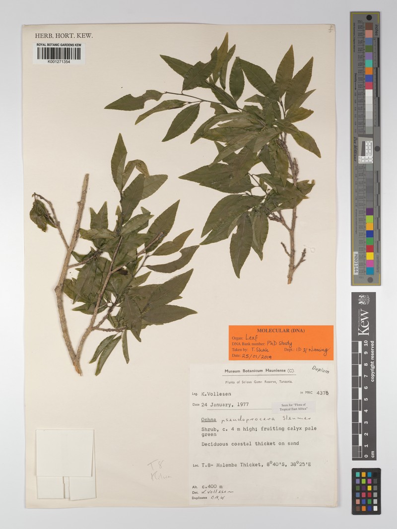 Ochna pseudoprocera photo 4