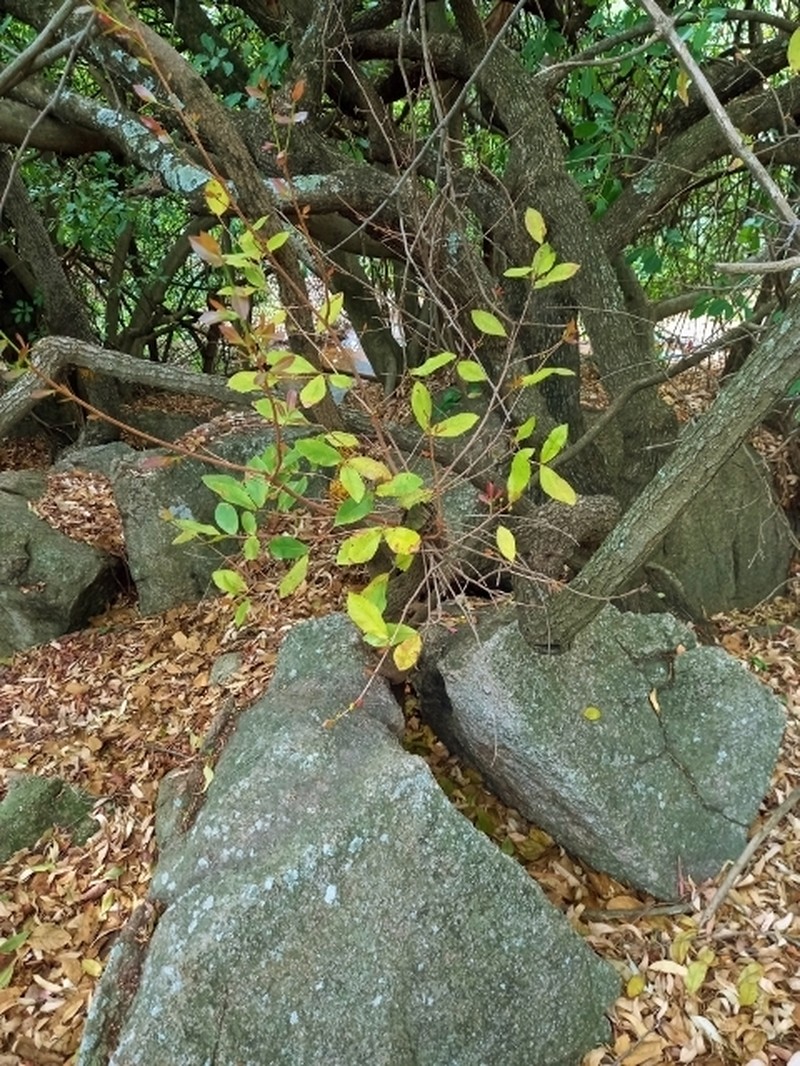 Ochna puberula